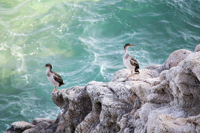 High angle view of birds perching on rock against sea