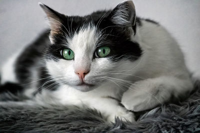 Close-up portrait of a cat