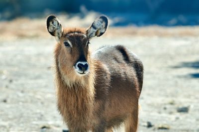 Portrait of a defassa waterbuck standing on land