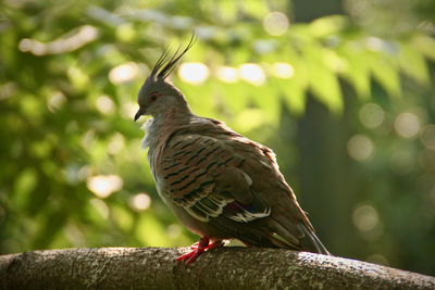 Close-up of bird perching on tree