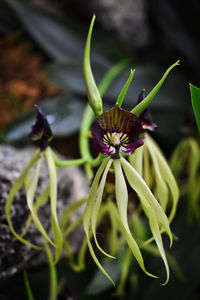Close-up of purple flowering plant