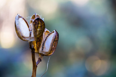 Close-up of insect on leaf against blurred background