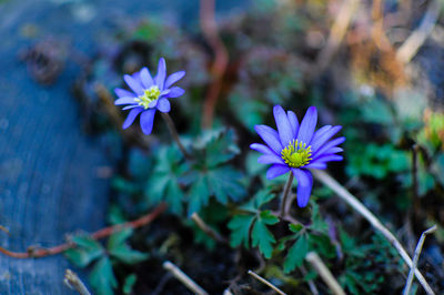 Close-up of purple flowering plant