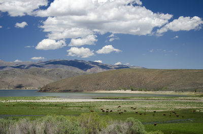 Scenic view of agricultural field against sky