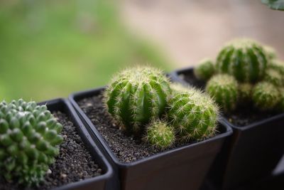Close-up of cactus growing in greenhouse