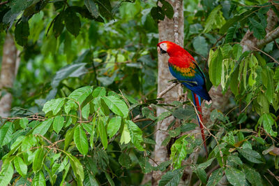 Scarlet macaw - ara macao sitting on a tree in tambopata national reserve, peru