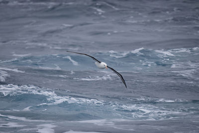 Black-browed albatross glides close to blue ocean