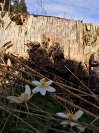 Close-up of butterfly on wood