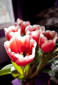 Close-up of red tulips