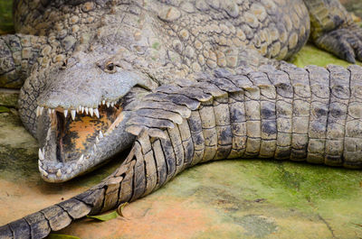 Close-up of crocodile in zoo