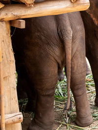 View of elephant in zoo