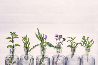 Plants in vase against glass wall