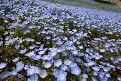 High angle view of white flowering plants during winter