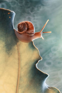 Close-up of snail on sea