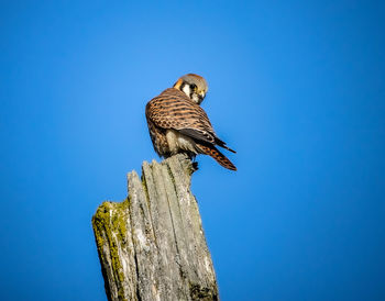 Low angle view of bird perching on wooden post against clear blue sky