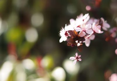 Close-up of flowers blooming outdoors