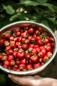 Close-up of strawberries in bowl