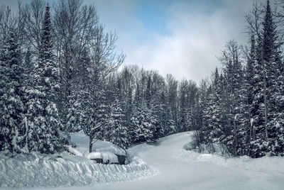 Snow covered trees against sky