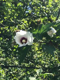 Close-up of white flower blooming on tree