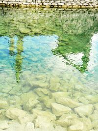 Reflection of trees in water