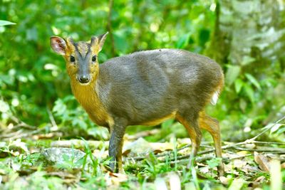 Portrait of deer standing on field