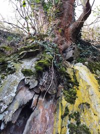 Moss growing on rock in forest