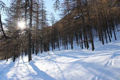 Trees on snow covered field during winter