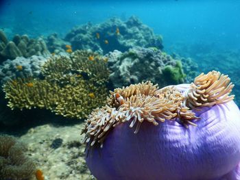 Close-up of coral in sea