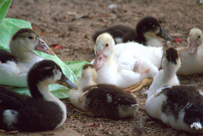 Close-up of birds