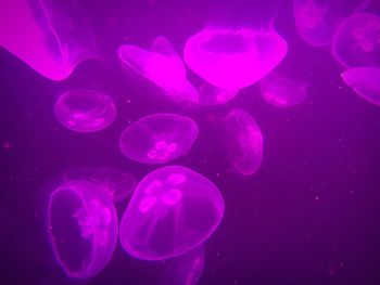 Close-up of jellyfish against blue background