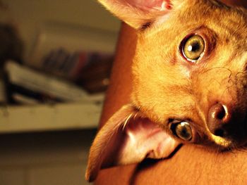 Close-up portrait of dog at home