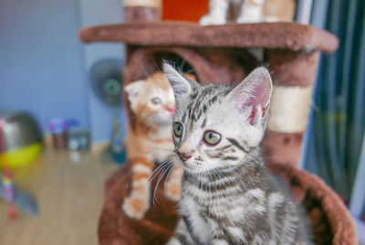 Close-up portrait of tabby kitten