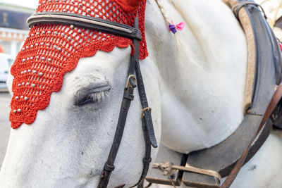 Saint-petersburg, russia. october 03, 2020. close-up of horse wearing an elegant harness.