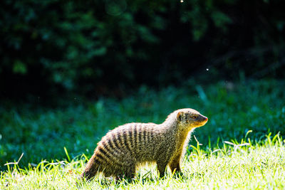 animal