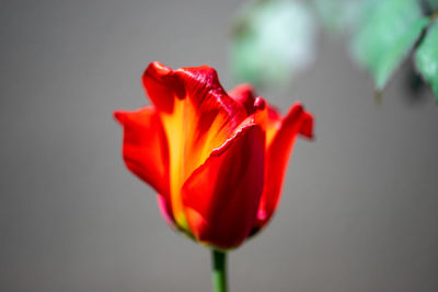 Close-up of red rose