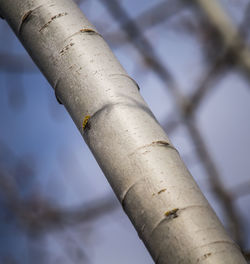 An aspen tree in an early spring