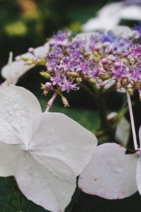 Close-up of purple flowers blooming outdoors