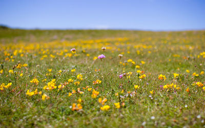 Close-up of yellow wildflowers growing in field