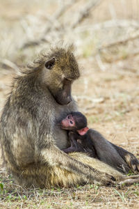 Close-up of monkey with young sitting on land