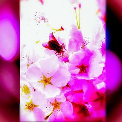 Close-up of pink flowers