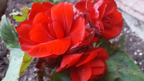 Close-up of red flower