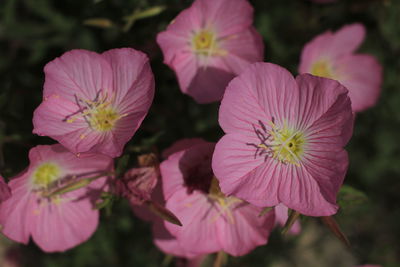 Close-up of pink flowering plants