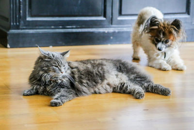 Cat lying on floor at home