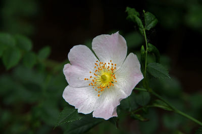 Close-up of flowering plant