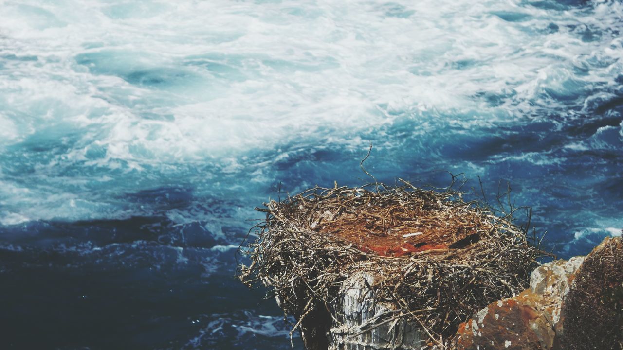 Bird nest near sea