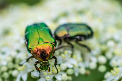 Close-up of insect on flower