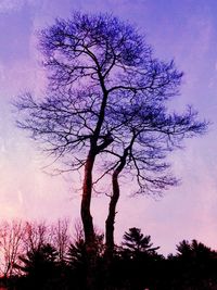 Low angle view of bare tree against sky