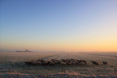 Flock of sheep on field against sky during sunrise