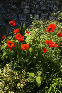 Close-up of red flowering plants