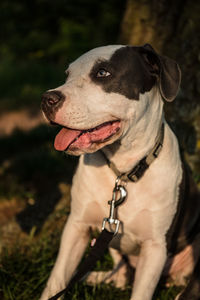 Close-up of dog looking away